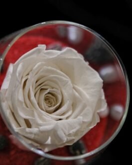 Miegančių rožių kompozicija nr. 8