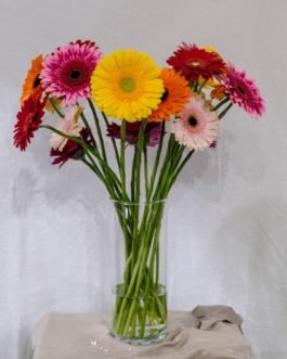 Gerberos mix