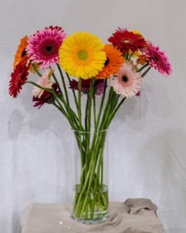 Gerberos mix